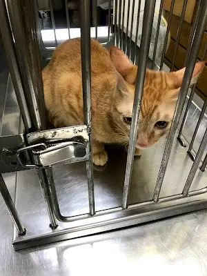 一心獸醫院