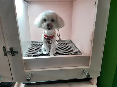 瑪琦 寵物 美容