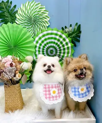 Cocola狗狗萊寵物美容專門店