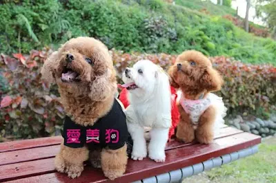 愛美狗寵物美容館中科店