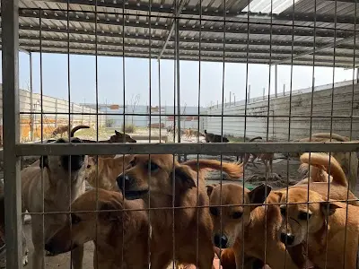 董旺旺狗園（社團法人臺南市董旺旺流浪毛小孩生命照護協會）
