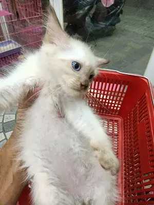 寶羅寵物