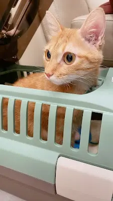 傳騏動物醫院採預約制，最後預約時間為19:30，滿3000可刷卡