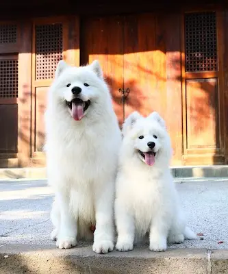 薩摩耶白色微笑犬舍