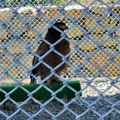 野生動物急救站