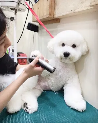 好狗時光寵物美容-日式寵物醫美護理《每月彈性店休，來店預約優先》