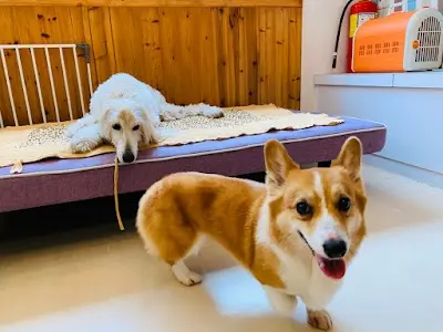 WSPA寵物旅館