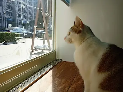 尼奇貓旅館 貓旅店 貓住宿 貓寄宿 貓安親 寵物用品 貓照護 貓專屬 貓 林口 五星貓旅館