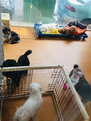 卡哇伊寵物旅館