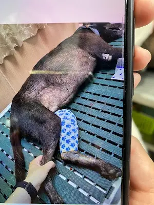 新和動物醫院