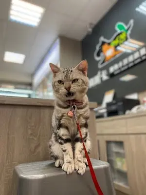 東森寵物 西螺公正店