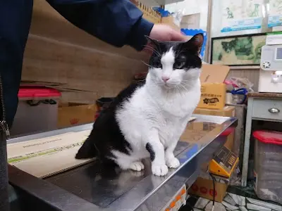 立犬動物醫院