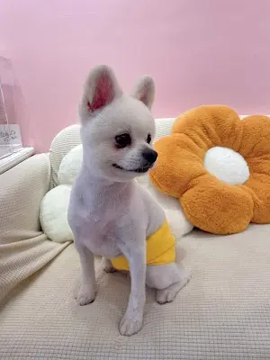 芯芙樂寵物美容