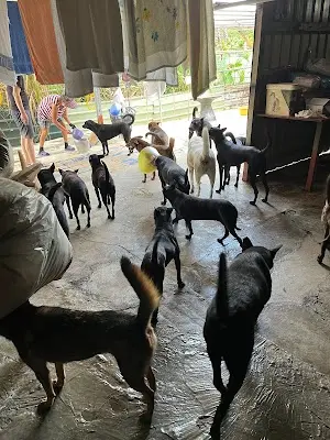 王富美浪浪家園