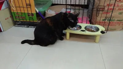 狗老板寵物 福興店