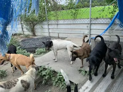 社團法人好好善待動物協會