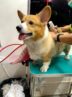 Pet Family 寵物澡堂