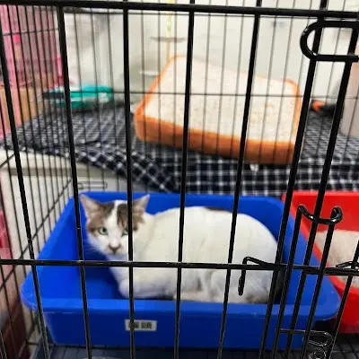 台灣咪可思關懷流浪動物協會