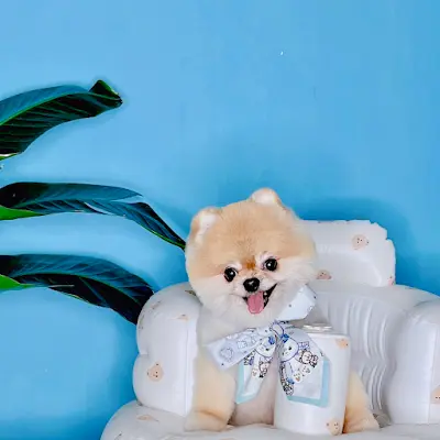 Go澡堂寵物美容
