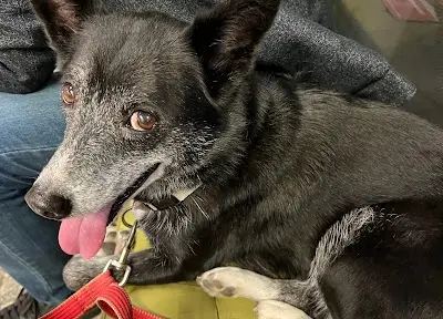 齊恩動物醫院