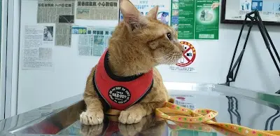 環亞動物醫院