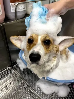 孩要有你寵物沙龍🦮🐕‍🦺🐈🐩桃園寵物美容 桃園寵物沙龍 桃園寵物洗澡 桃園貓狗剪毛 藝文特區寵物美容 藝文特區洗狗