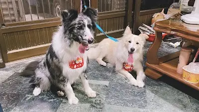 NINI寵物美容SPA館
