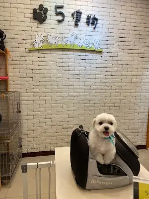 5隻狗寵物美容生活館