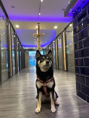 樂牧寵物旅館