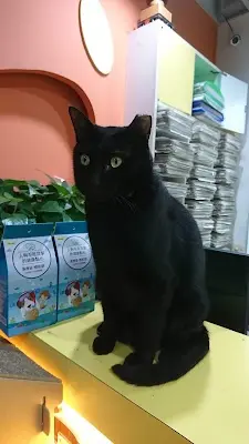 依沐動物醫院（原慈濟動物醫院）
