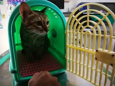台大仁集動物醫院