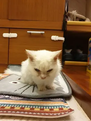 宜蘭動物醫院