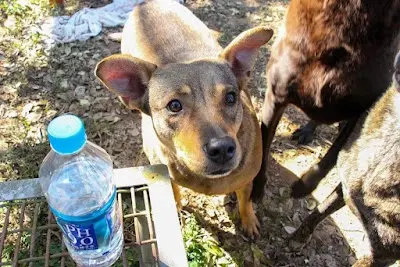 台中市世界聯合保護動物協會