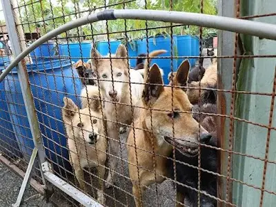 台灣照生會貓狗119