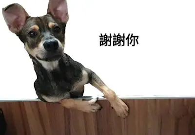 社團法人浪浪的後盾協會