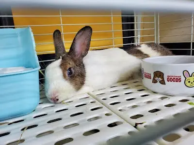 高雄愛兔之家