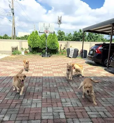 寵愛你我他寵物住宿寵物安親