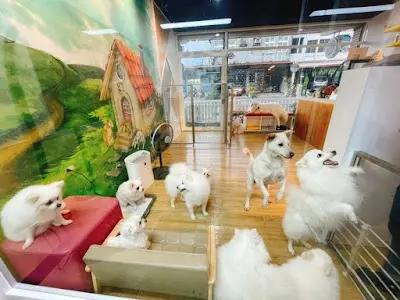 皮菲寵物旅館-宜蘭寵物旅館/宜蘭寵物住宿/宜蘭狗旅館/宜蘭寵物寄宿/宜蘭寵物美容/宜蘭洗狗 宜蘭洗貓 羅東寵物住宿 羅東寵物美容