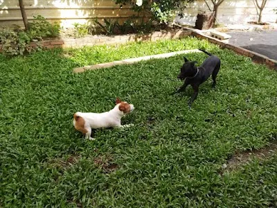 狗狗做體操