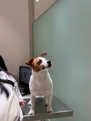 荷蘭醫生動物醫院 Dr. Holland Animal Hospital（預約制，請來電預約時段）