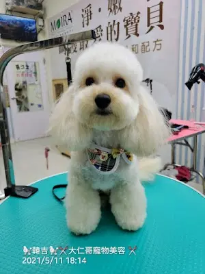 大仁哥寵物美容-桃園 寵物美容推薦/中壢 寵物美容推薦/桃園 /中壢 寵物SPA 推薦