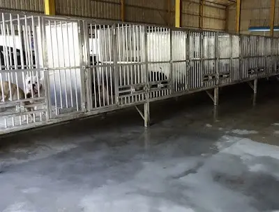 惡霸名人堂犬舍