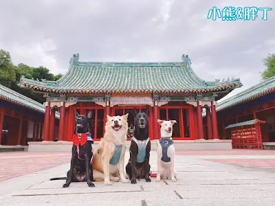 太陽慢慢走 Red Letter Day 台南寵物友善民宿