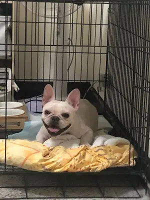 宏麟動物醫院