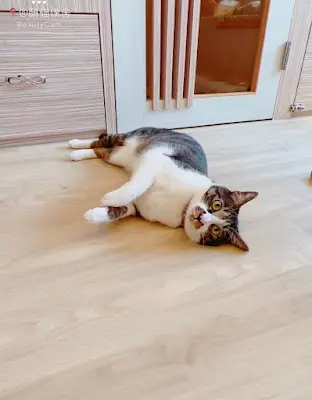 萌貓僕舍