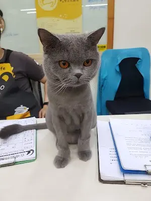 立奇動物醫院