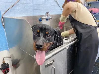 小蜜蜂犬貓寵物美容