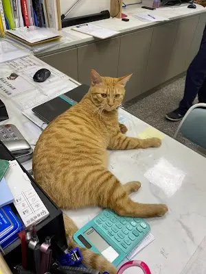 慧安動物醫院