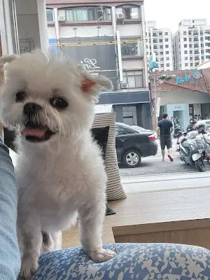 樂莫動物醫院