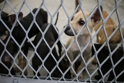 苗栗縣動物保護教育園區